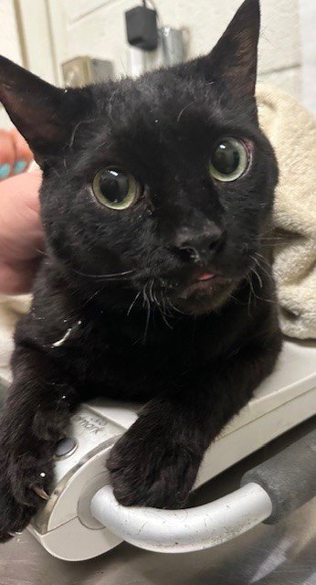 BATMAN - Domestic Short Hair available for adoption