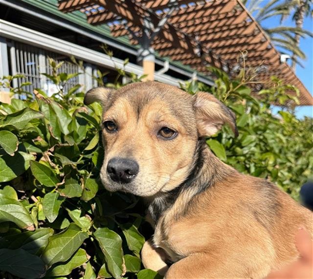 CIABATTA - Dachshund / German Shepherd Dog available for adoption