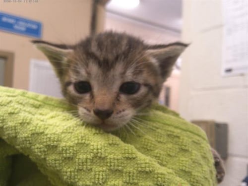 A273530 - Domestic Short Hair available for adoption