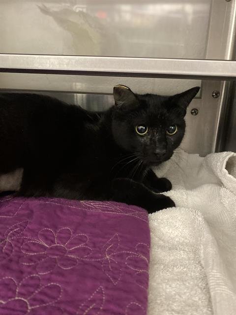 DEBBI - Domestic Short Hair available for adoption