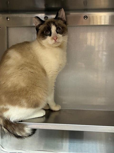 TORNIE - Siamese available for adoption