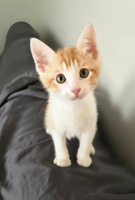 A272677 - Domestic Short Hair available for adoption