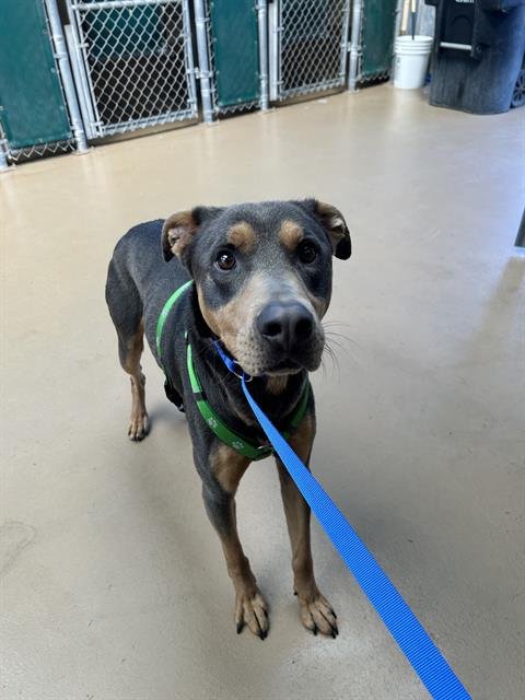 BEANS - Pit Bull Terrier available for adoption