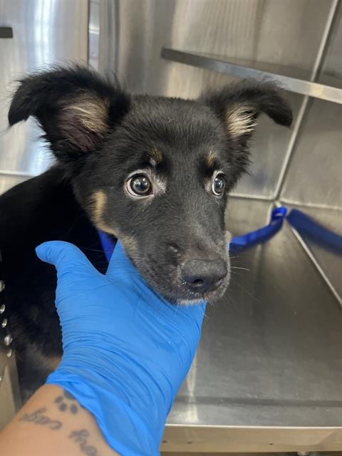 A273964 - German Shepherd Dog available for adoption