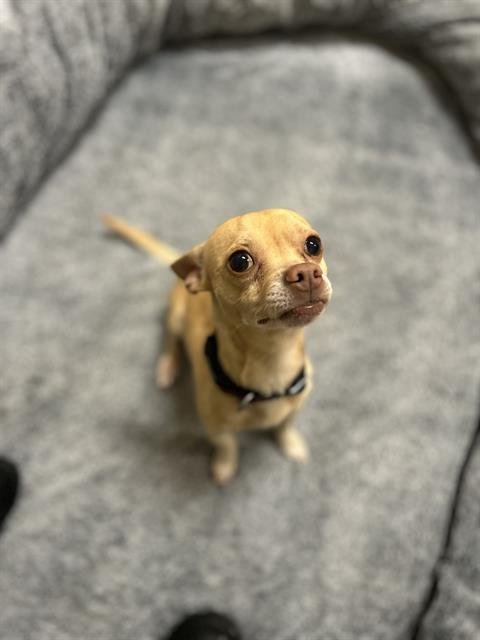 RAMIRO - Chihuahua available for adoption