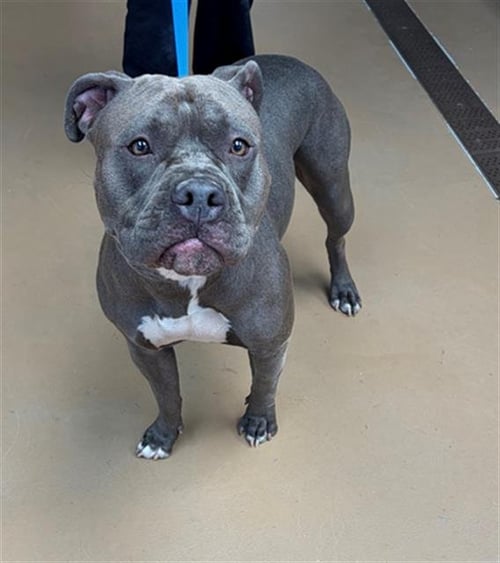 GIGI - Pit Bull Terrier available for adoption