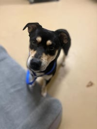 MILO - Photo 1