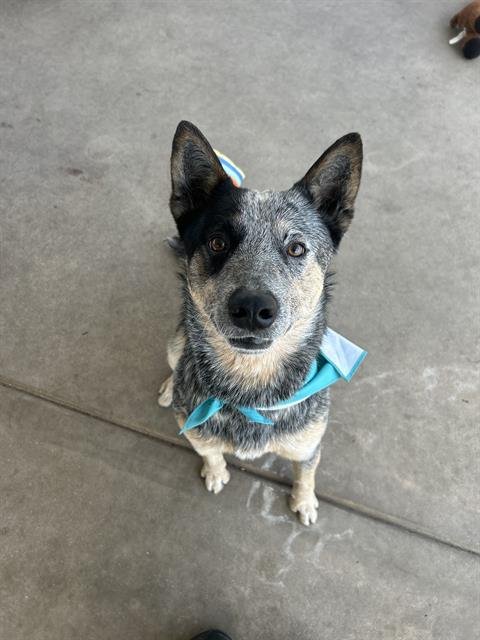 PIRILO - Australian Cattle Dog/Blue Heeler available for adoption