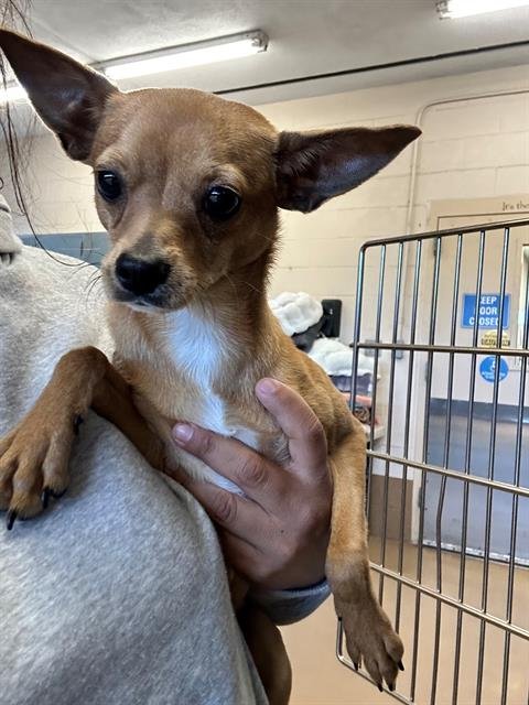 BAMBI - Chihuahua available for adoption
