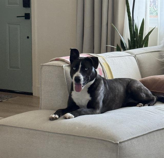 JULIETA - Pit Bull Terrier available for adoption