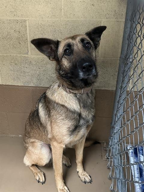 MAYA - German Shepherd Dog available for adoption