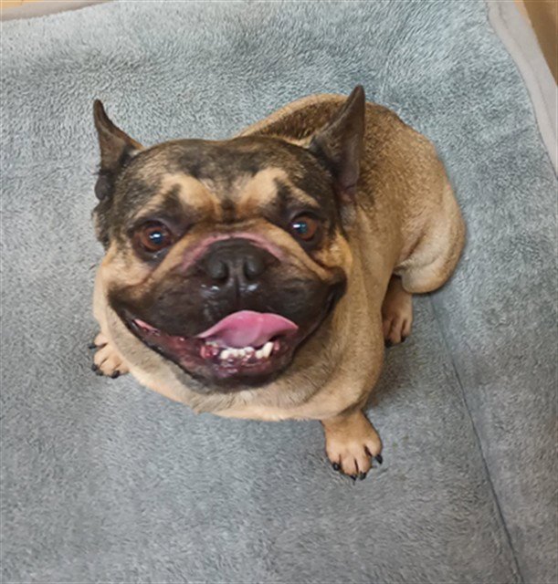 MEATBALL Image