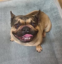 MEATBALL - Photo 1