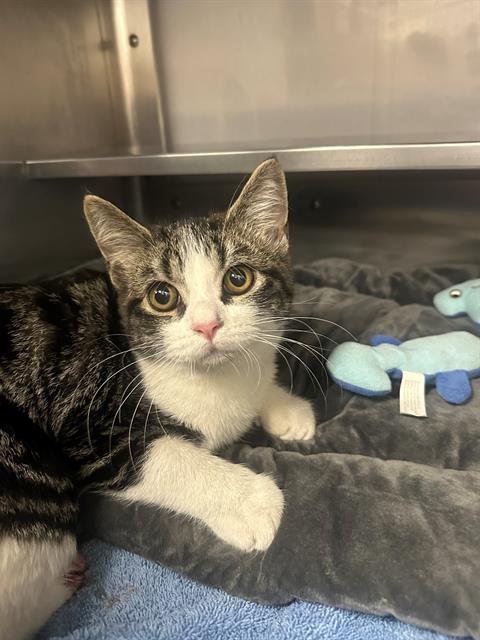 SIR NIMBUS - Domestic Short Hair available for adoption