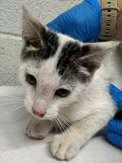 A273809 - Domestic Short Hair available for adoption