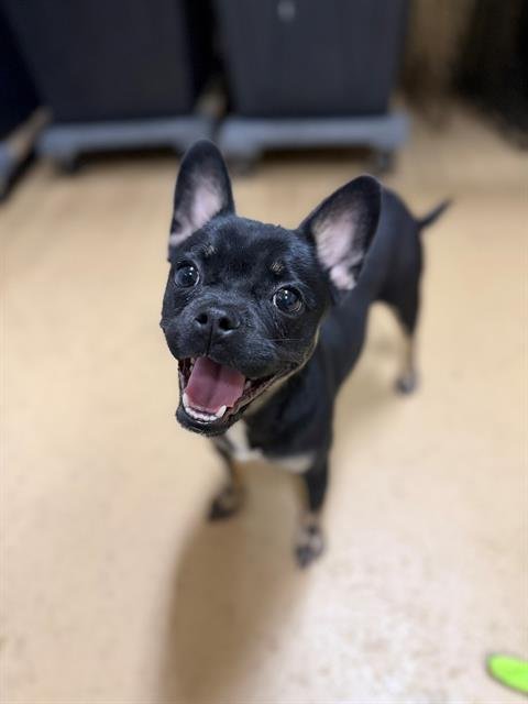 AMY - Pug / Chihuahua available for adoption