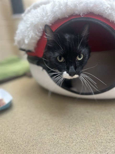 TOMASA - Domestic Medium Hair available for adoption