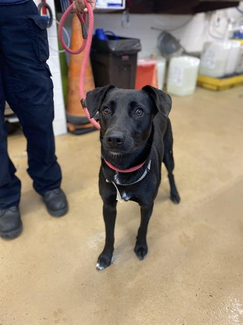 BABY - Pit Bull Terrier available for adoption