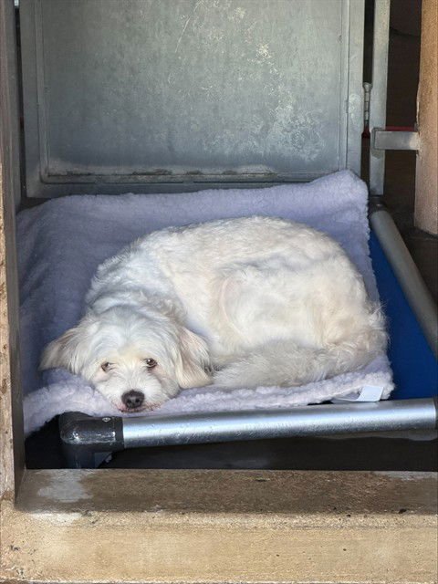 OSO - Poodle (Miniature) available for adoption