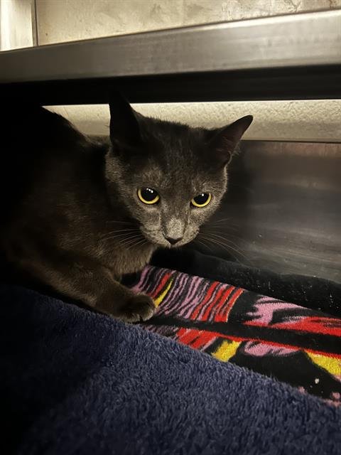 DUCHESS - Domestic Short Hair available for adoption