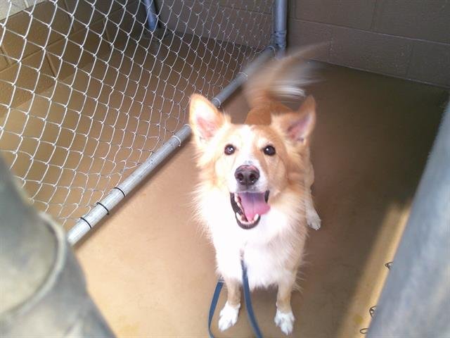 BINGO - Border Collie available for adoption