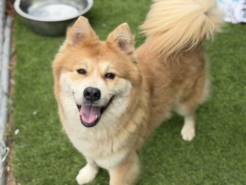 HONEY - Chow Chow available for adoption