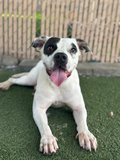 MANCHAS - Pit Bull Terrier available for adoption
