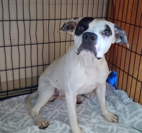 MANCHAS - Pit Bull Terrier available for adoption