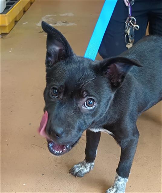 LEAH - Border Collie available for adoption