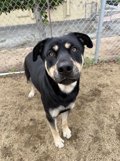 ROMEO - German Shepherd Dog / Rottweiler available for adoption