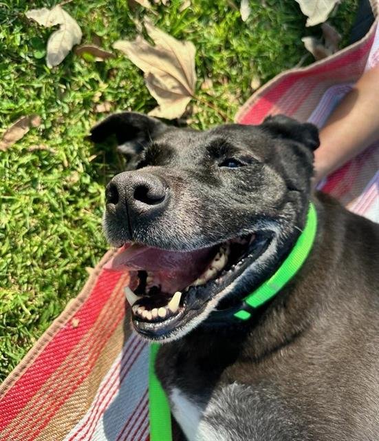 MILLIE - Labrador Retriever available for adoption