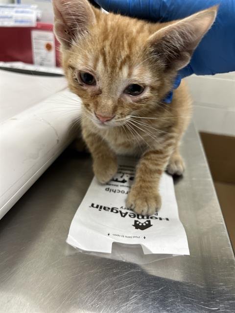 A271949 - Domestic Short Hair available for adoption