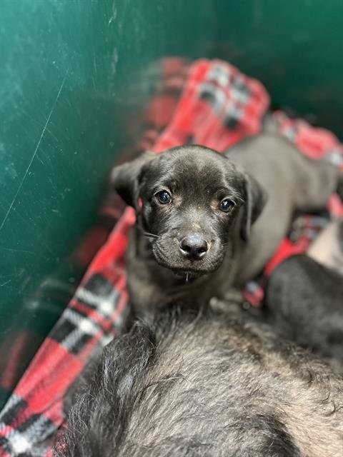 A274269 - Terrier available for adoption