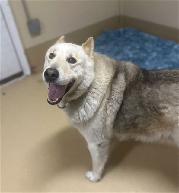 KATO - Siberian Husky available for adoption