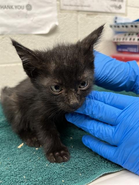 A273850 - Domestic Short Hair available for adoption