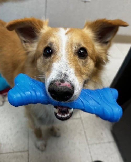 BINGO - Border Collie available for adoption