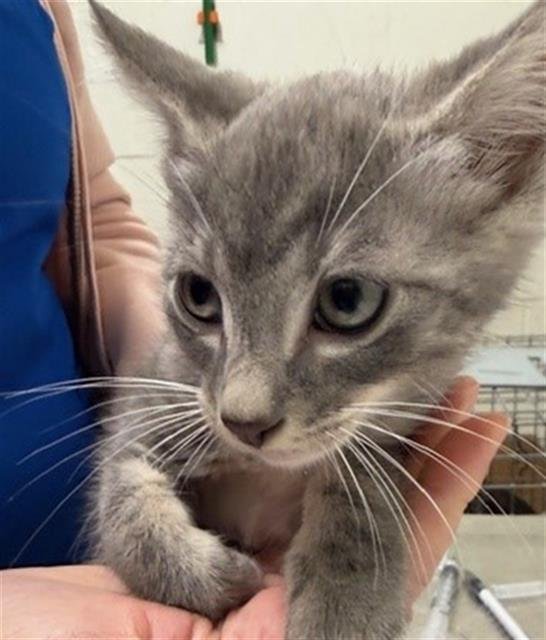 POSEIDON - Domestic Short Hair available for adoption