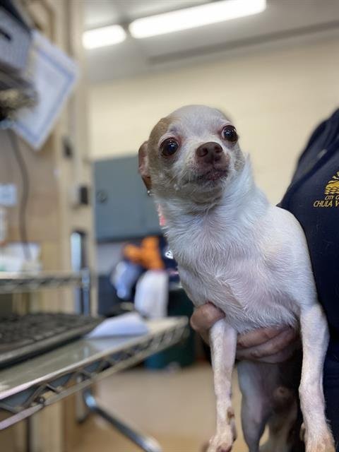 A268751 - Chihuahua available for adoption