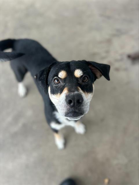 OTIS - Rottweiler available for adoption