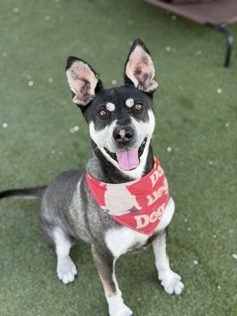 FLASH - Chinese Shar-Pei / Siberian Husky available for adoption