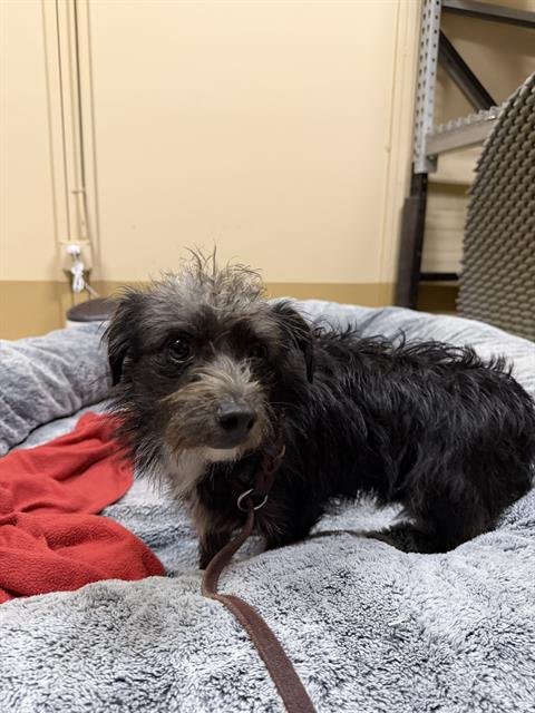 A268692 - Terrier available for adoption