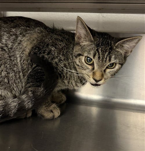 A274130 - Domestic Short Hair available for adoption