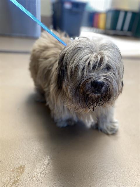 KITT - Maltese available for adoption