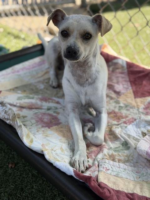 WILLIE - Terrier available for adoption