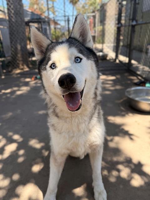 TROOPER - Husky available for adoption