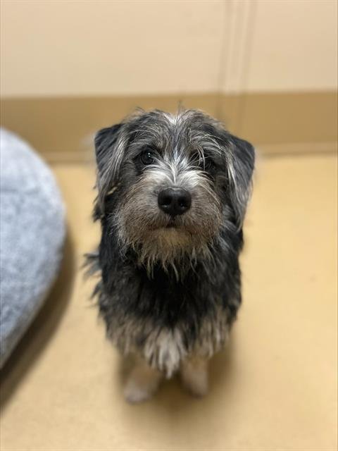 A269757 - Miniature Schnauzer available for adoption