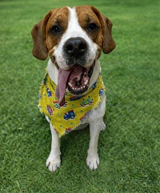 TODD - Hound available for adoption