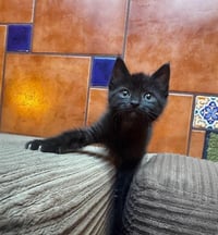 SUKI - Photo 1