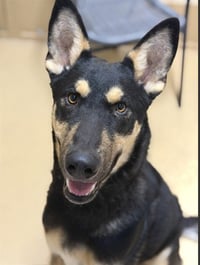 TOBY - Photo 1