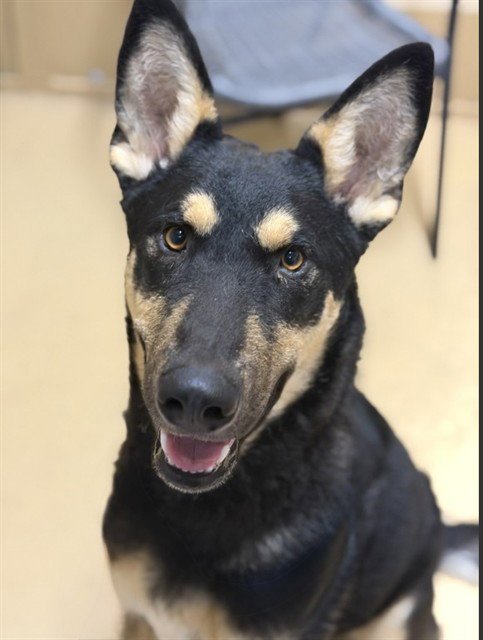 TOBY - German Shepherd Dog available for adoption